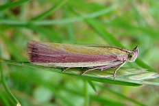 Eupithecia sinicaria - Rhabarberzünsler
